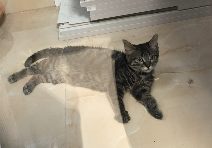 猫咪缺钙瘸脚是什么样的,猫咪跛脚是狂犬病吗