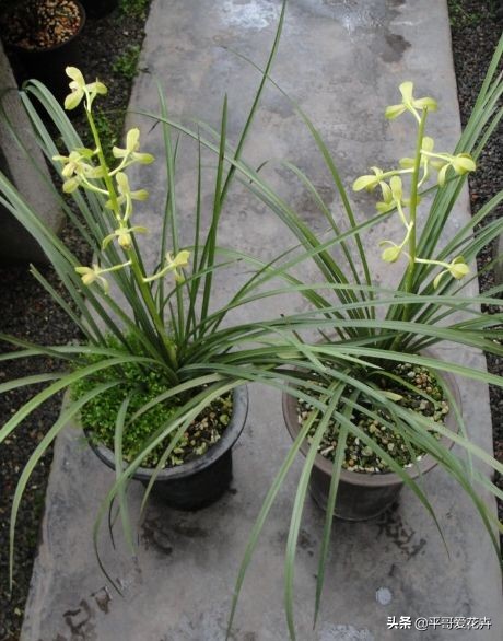 大花蕙兰花谢后换盆要去掉老土吗,蕙兰花怎么养才能旺盛容易开花