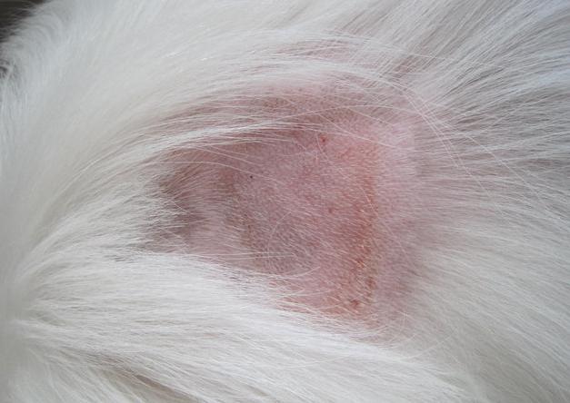 狗狗身上有皮肤病用什么药,狗狗皮肤大面积泛红怎么治