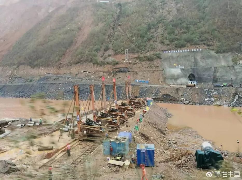 野生濒危动物绿孔雀现身孔雀之乡,绿孔雀濒危物种