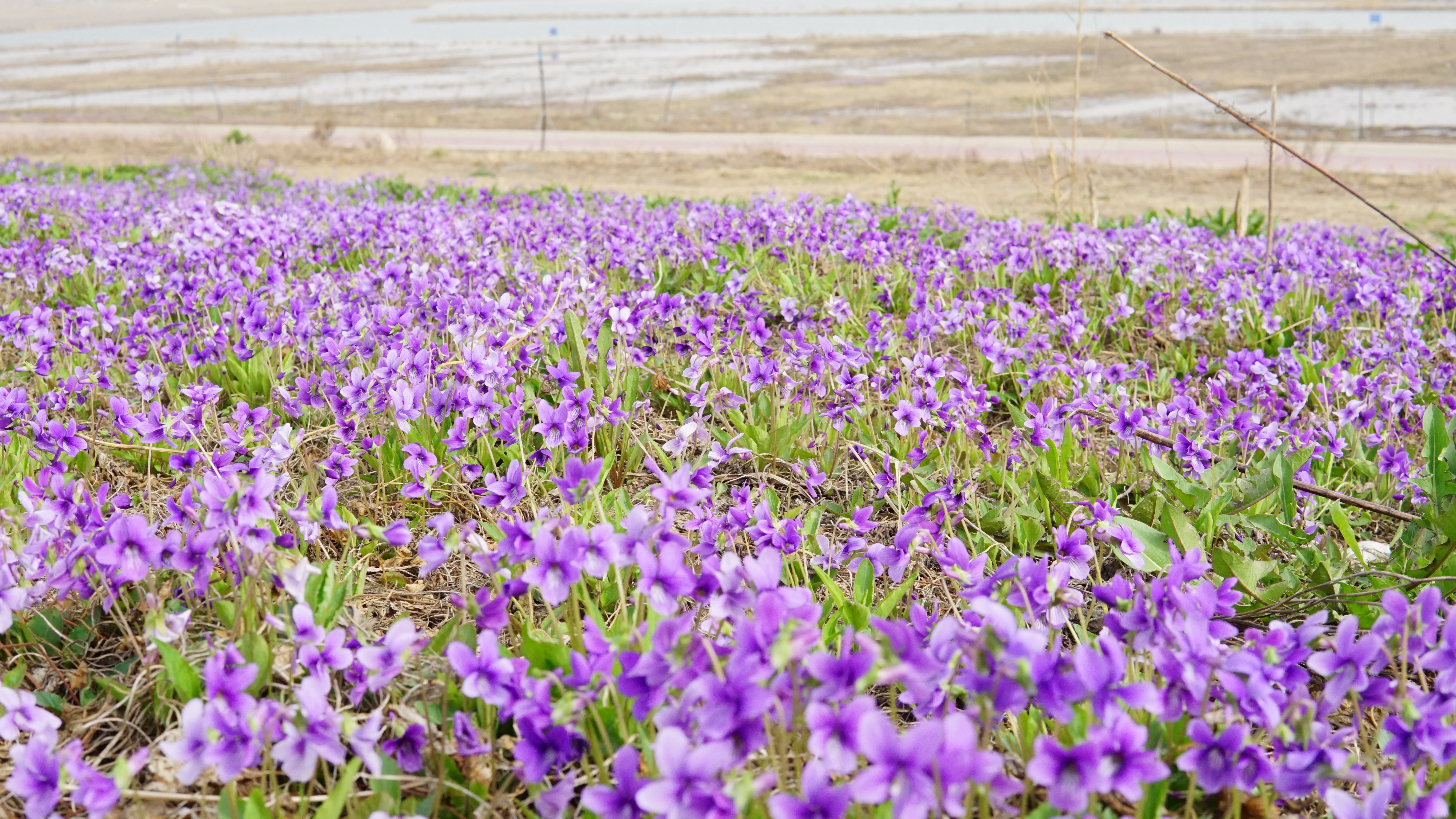 藁城廉州湖首届梨花风筝节,藁城廉州湖梨花节庙会