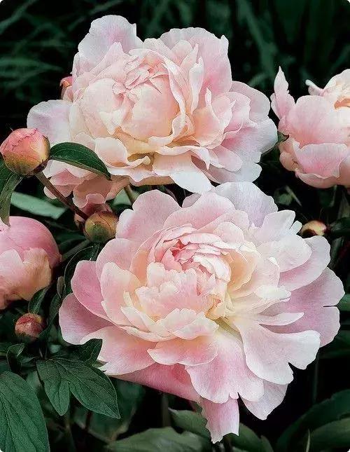 真正的中国十大名花,中国十大名花超漂亮