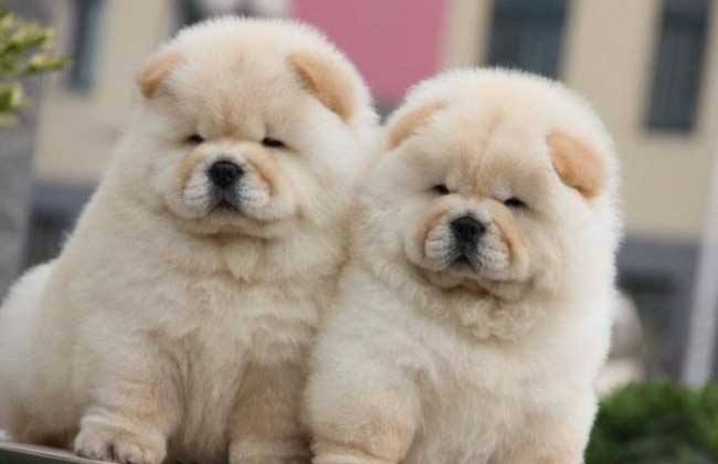 松狮犬幼犬怎么养,松狮犬怎么养教程