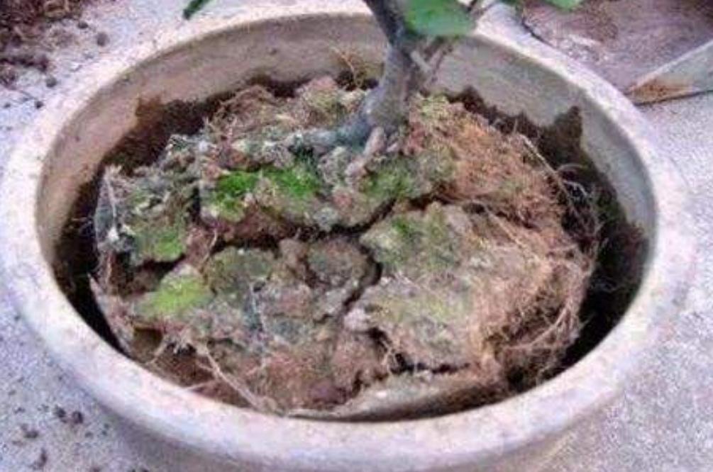 养花怎么避免土壤碱化板结,养花土壤板结掉叶子怎么处理