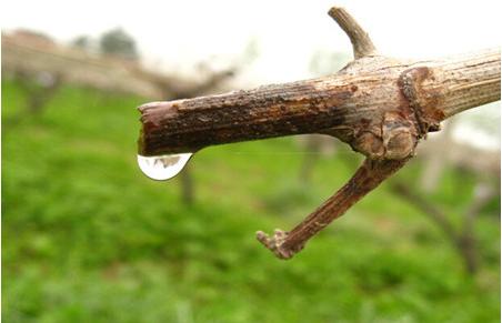 葡萄树伤流是什么原因,葡萄伤流的原因和危害