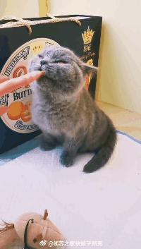 品种猫与土猫的区别,怎么分辨品种猫和土猫