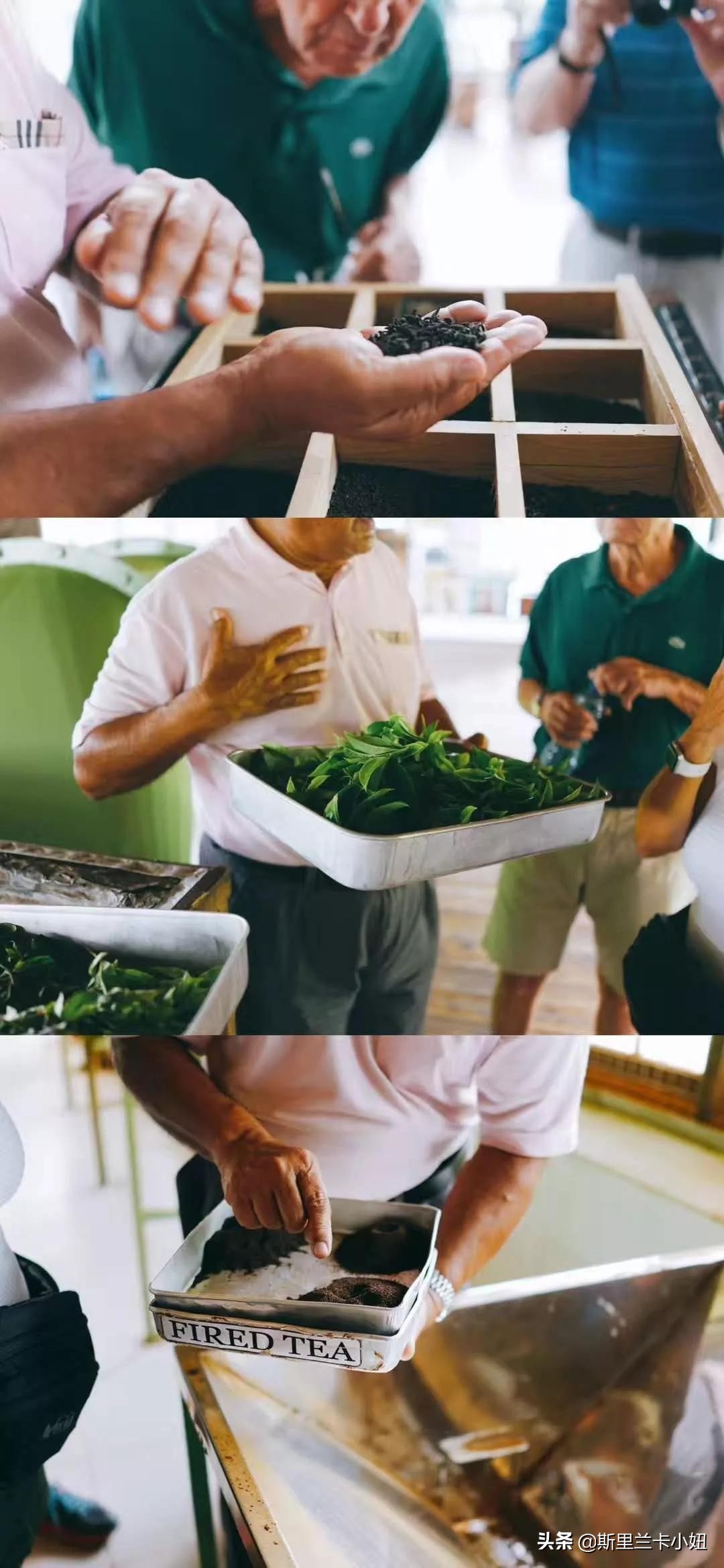 斯里兰卡带孩子游玩,斯里兰卡安缦