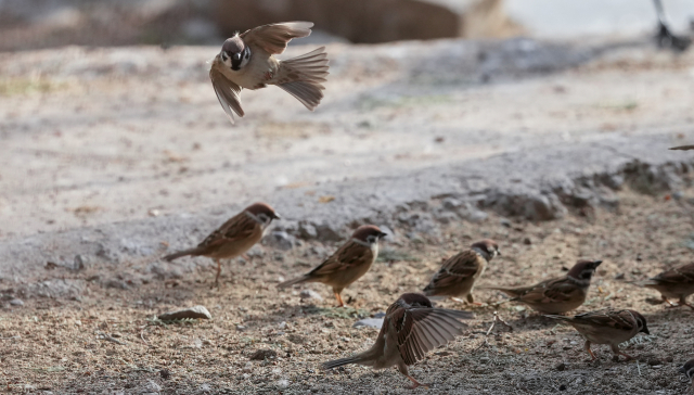 索尼alpha1相机评测,索尼alpha微单评测