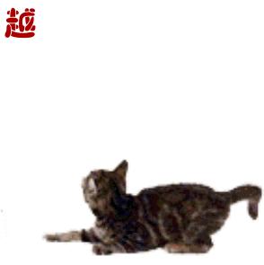 辛巴会创建自己的app吗,辛巴创建的app是什么