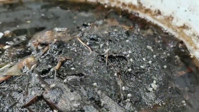 卫生间有小虫蛾蚋怎么治,卫生间出现蛾蚋怎么处理