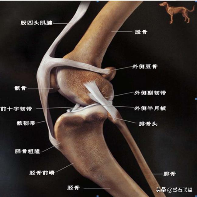 泰迪狗畸形,预防泰迪犬髌骨脱位哪款软骨素好