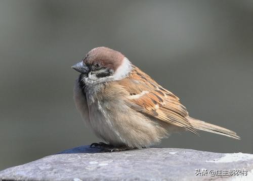 保护的小动物有哪些,保护类小动物