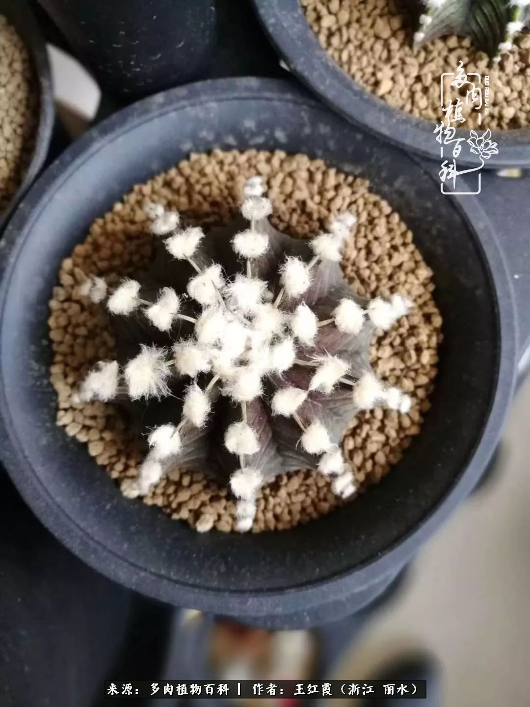 仙人球春天露养条件,仙人球露养条件