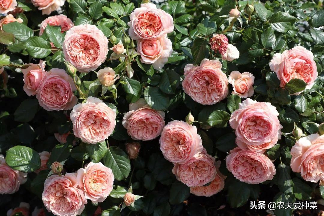 月季最名贵的品种有哪些,月季有哪些高档切花品种