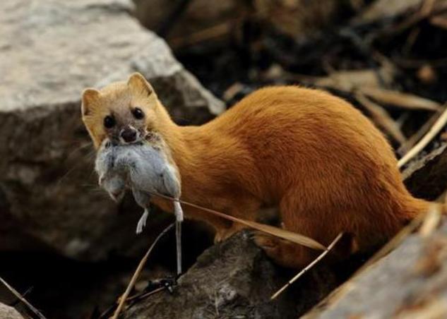 老祖宗为什么说黄鼠狼不能抓,为什么说黄鼠狼不能杀