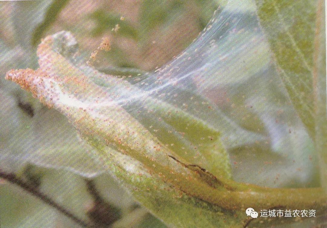 樱桃的常见病虫害及防治方法,樱桃虫害最佳防治方法