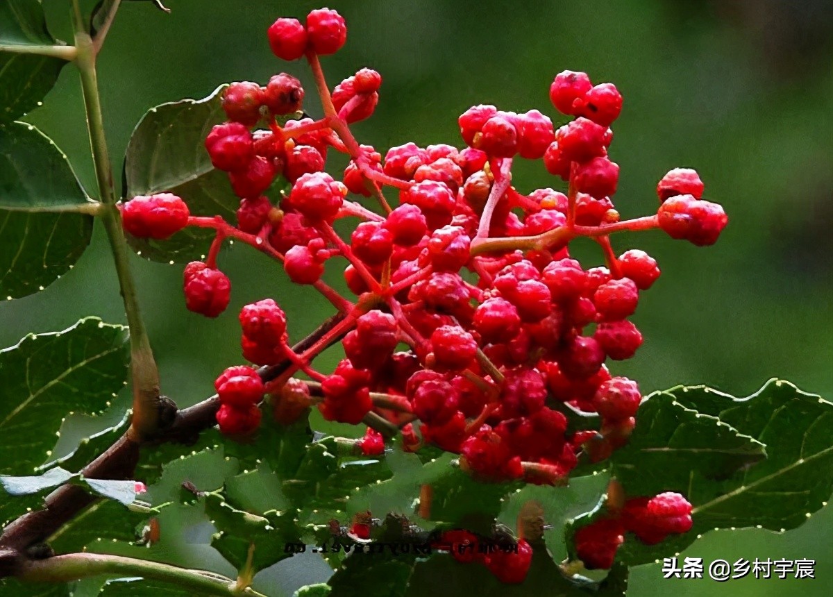 农村一斤50元的植物,农村50元一斤的果树