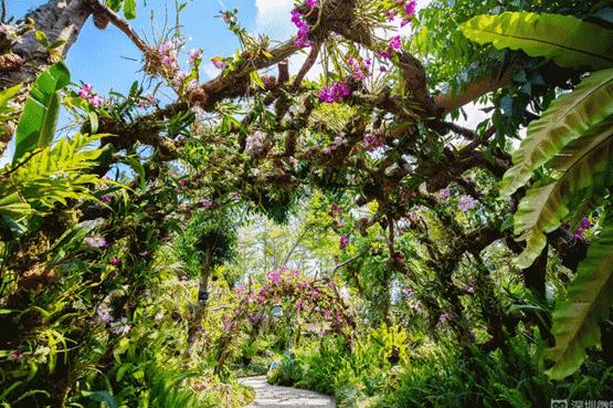 未来10天预警,深圳最最最最火的地方在这里,美女都赶来打卡