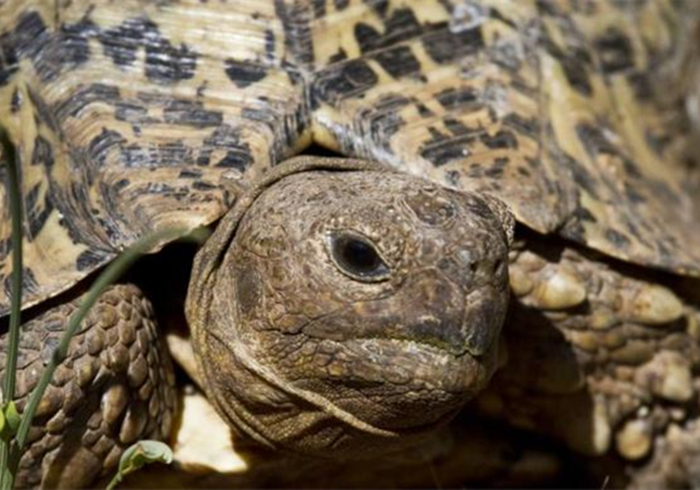 乌龟咬到人怎么样才能让乌龟松口,手被乌龟咬了视频