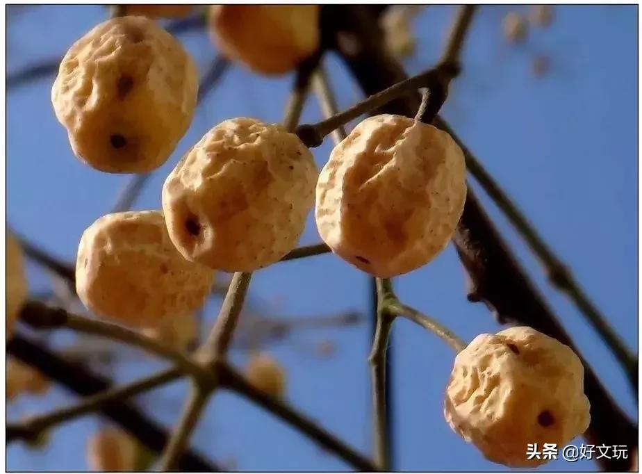 十大药补手串图片,文玩十大灵性手串排名