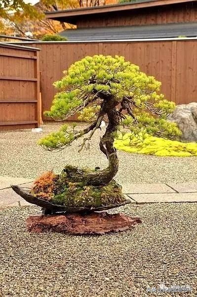 盆景结顶的形式,最好的盆景结顶方法