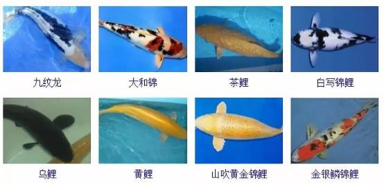 路亚鱼种类大全,长江鱼种类大全图片