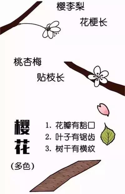 最美的花送给大家共赏,最美的花送给大家观赏