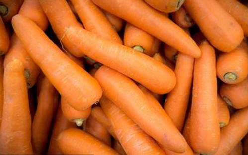 大棚秋季胡萝卜的种植,春胡萝卜种植技术