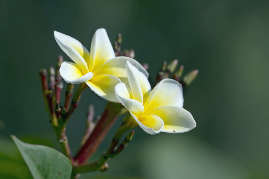 历史名花之争，你更喜欢哪种作为国花？