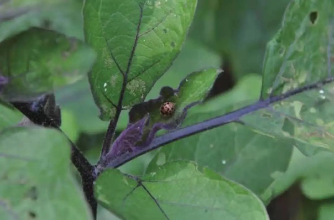 茄子最常见的病虫图片,茄子虫害最佳治疗方法