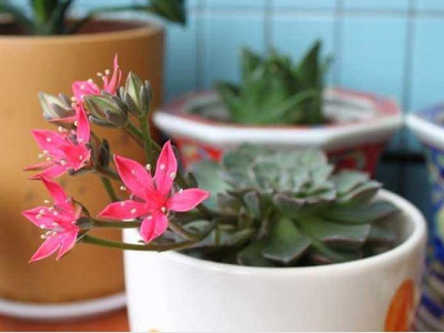 多肉熊童子开花怎么处理,魔法师多肉开花怎么处理