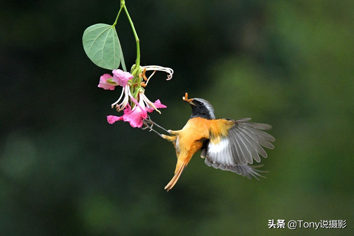 摄影鸟怎么拍,摄影鸟的技巧