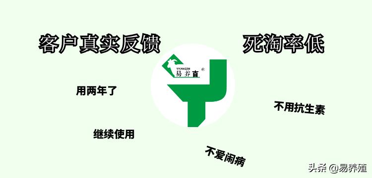 鸡育雏死亡率最高的原因,鸡育雏呼吸道疾病原因