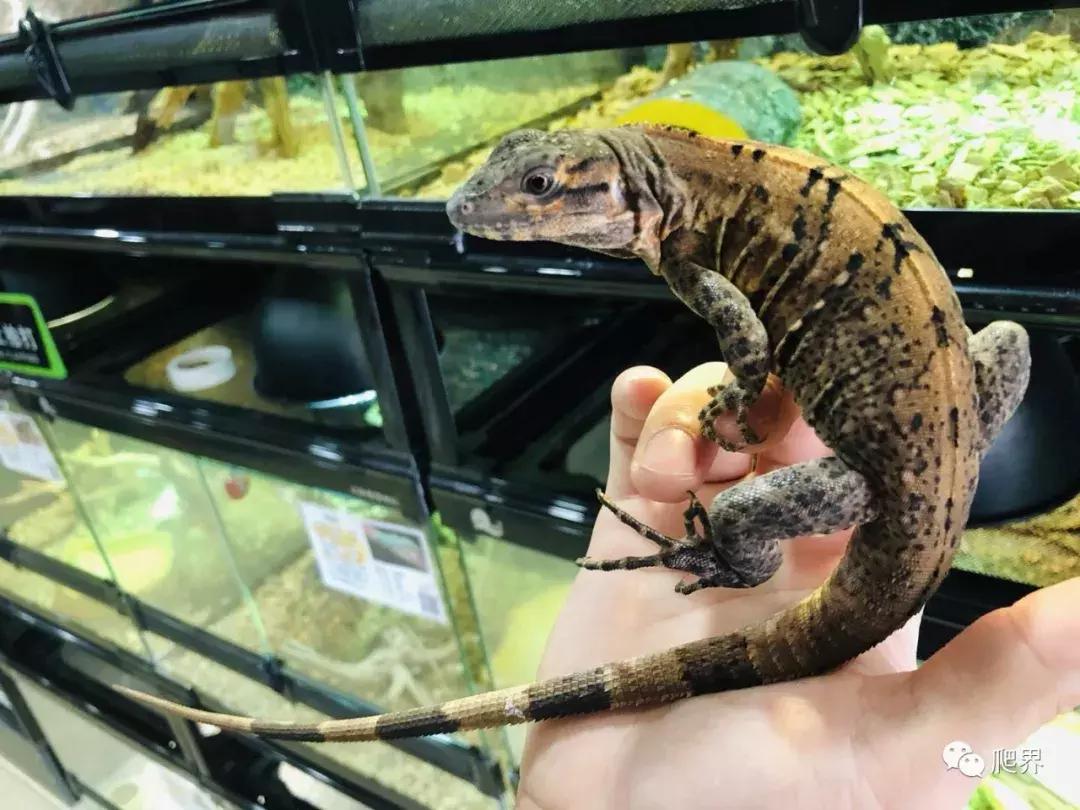 湛江爬宠店,深圳爬宠店在哪里