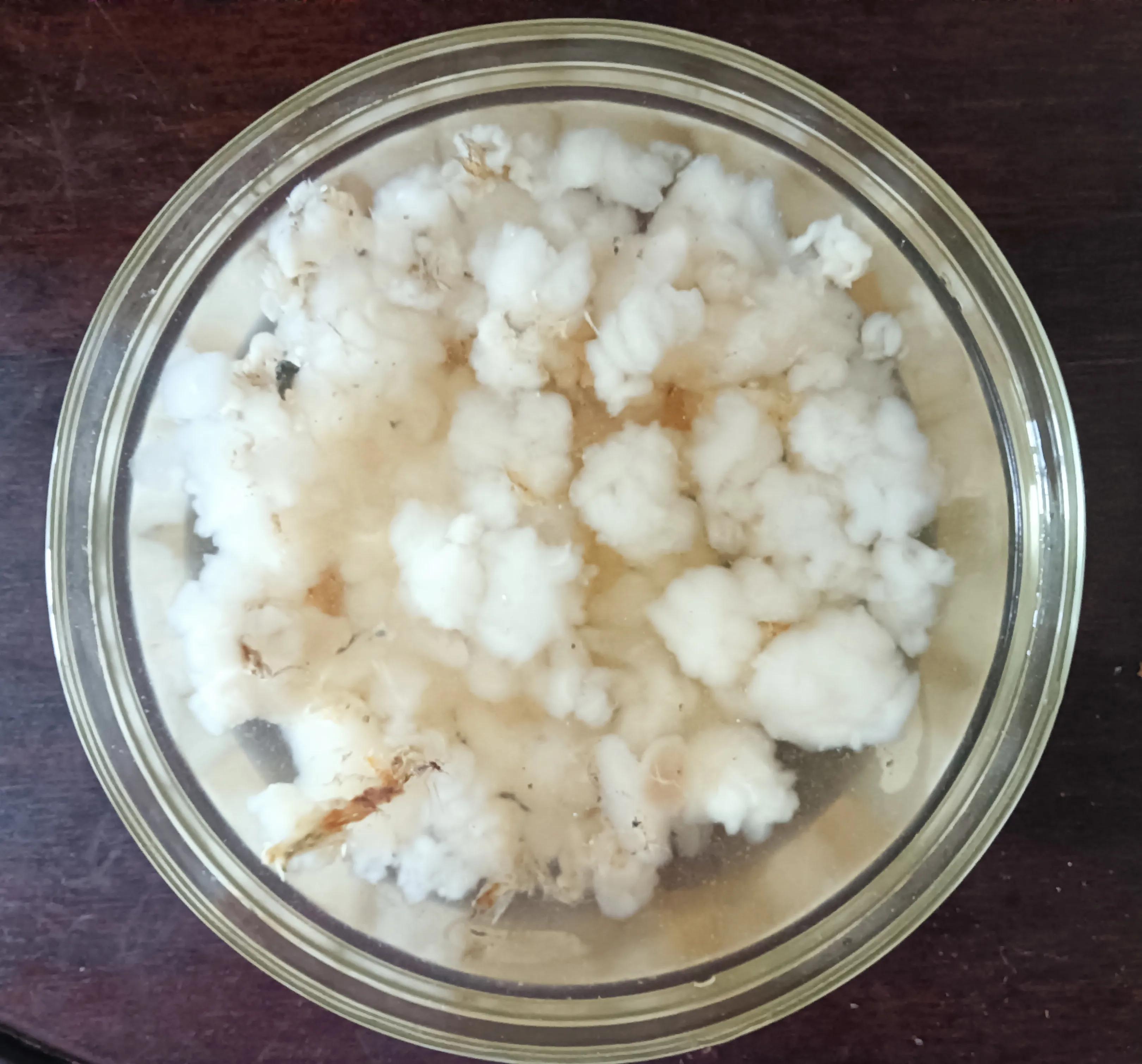 椰汁炖雪蛤，一道寓意美好又可滋补养生的可口甜品