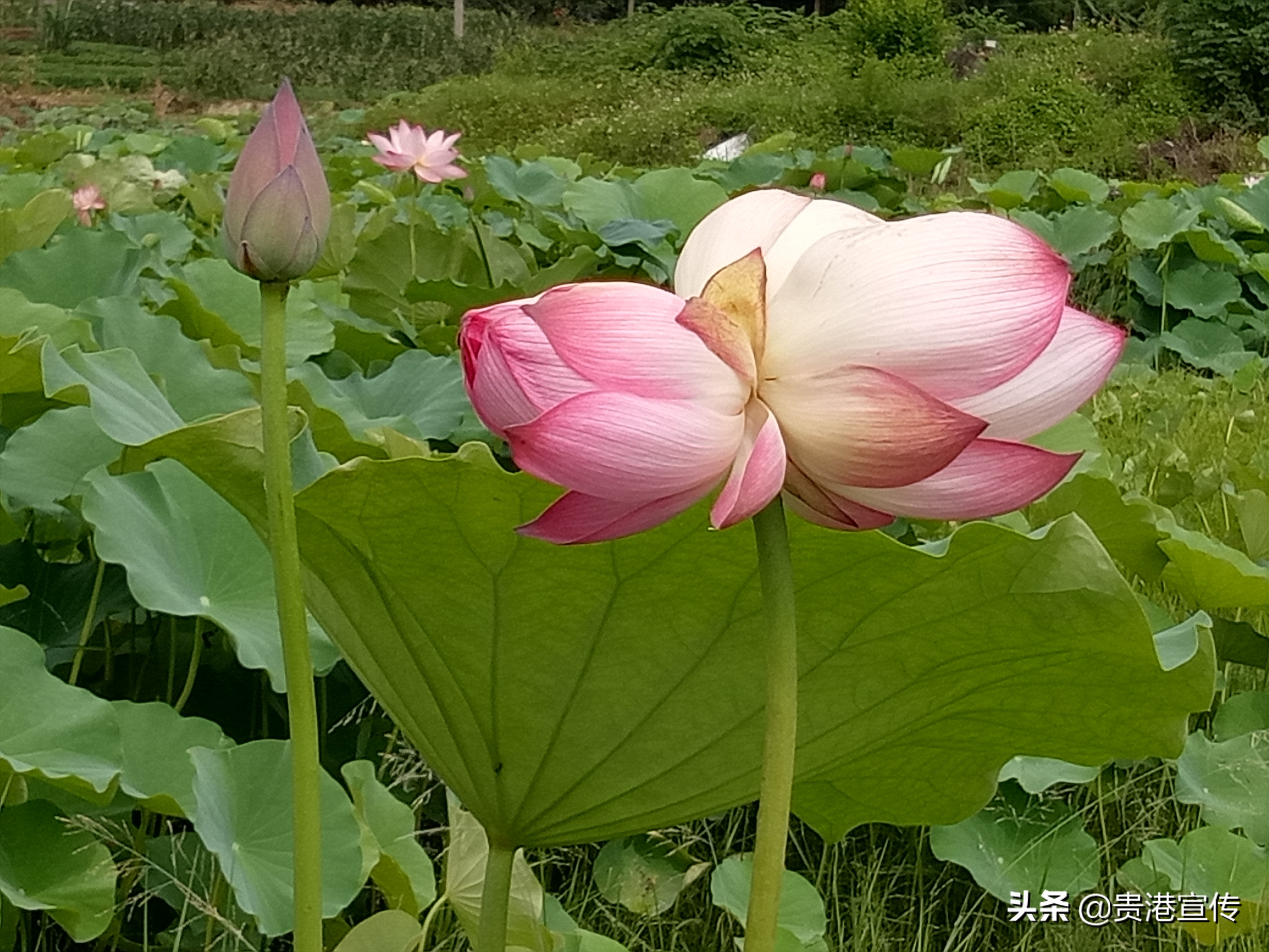 水清岸绿河畅景美珠海,水清岸绿河道