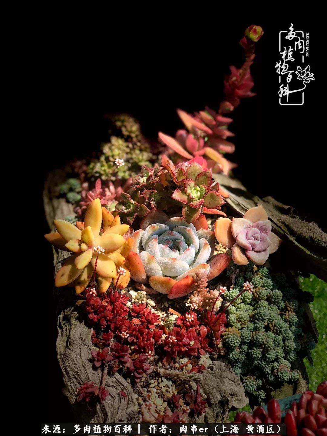 怎么用原相机拍多肉更好看,多肉怎么拍摄好看