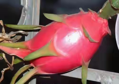 春暖花开的季节感谢大自然的馈赠,好香的蜂蜜感谢大自然的馈赠