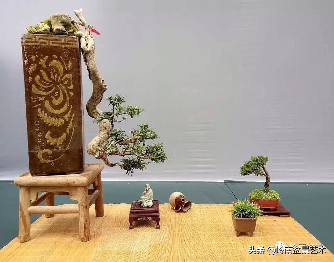 室内十大盆景名贵树种排名,十大盆景名贵树种排名火棘