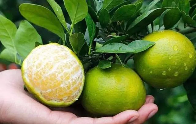 皇帝柑种植的技术和管理,皇帝柑的种植管理方法