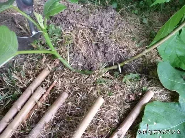 花卉繁殖有哪些常用方法,常见花卉的主要繁殖方法