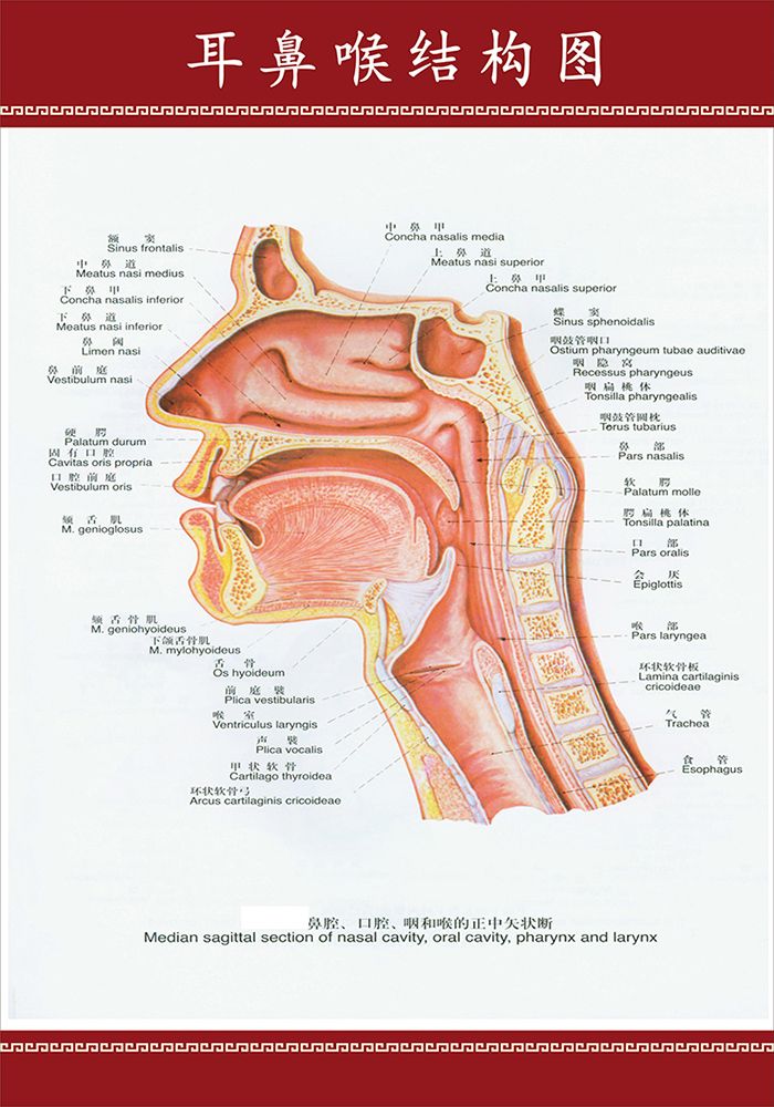 医生常用的解剖学、内外科口诀