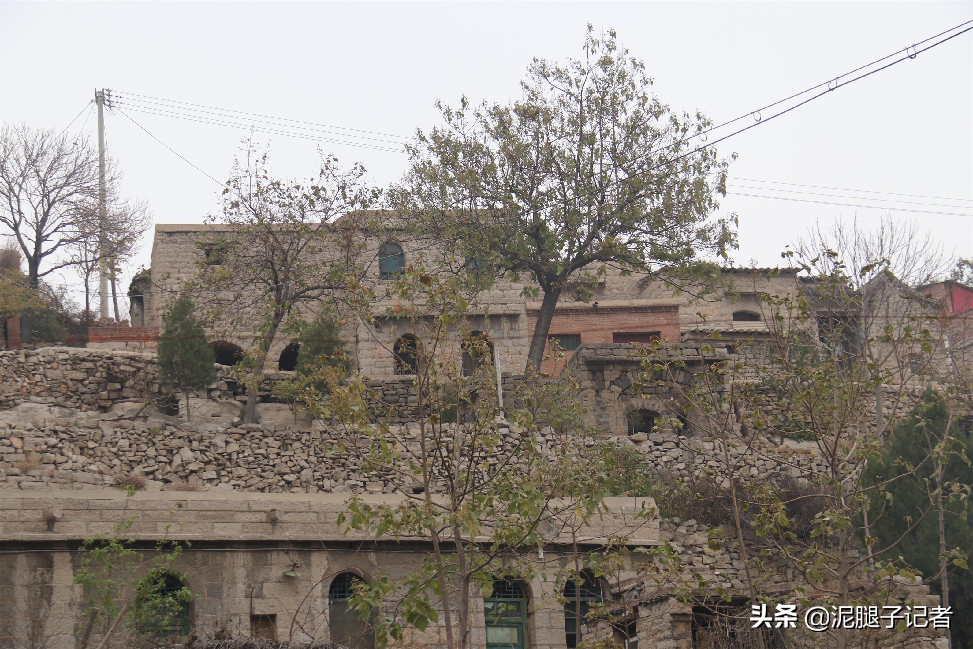 深山老屋无人采摘柿子,柿子红透了却无人采摘