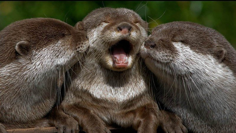 深夜酒馆日本清酒入门,深夜日本酒馆