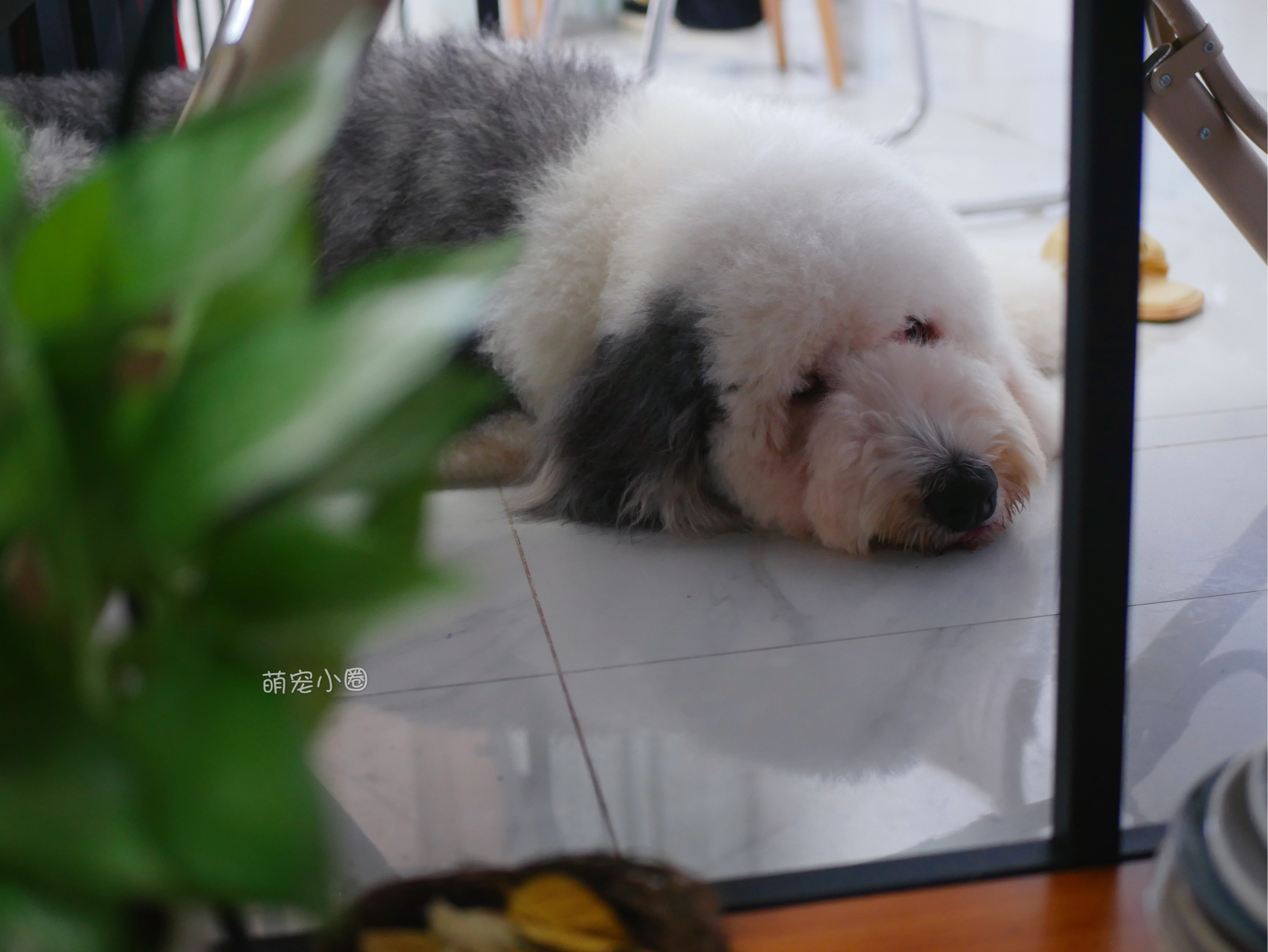 一只狗狗在家里面会无聊吗,狗狗自己在家会不会很无聊