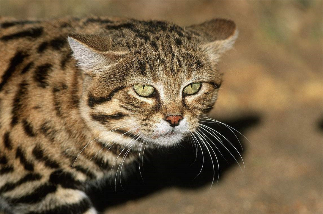 非洲最小的猫,猫科捕猎效率最高的“杀戮机器”,被全世界禁养