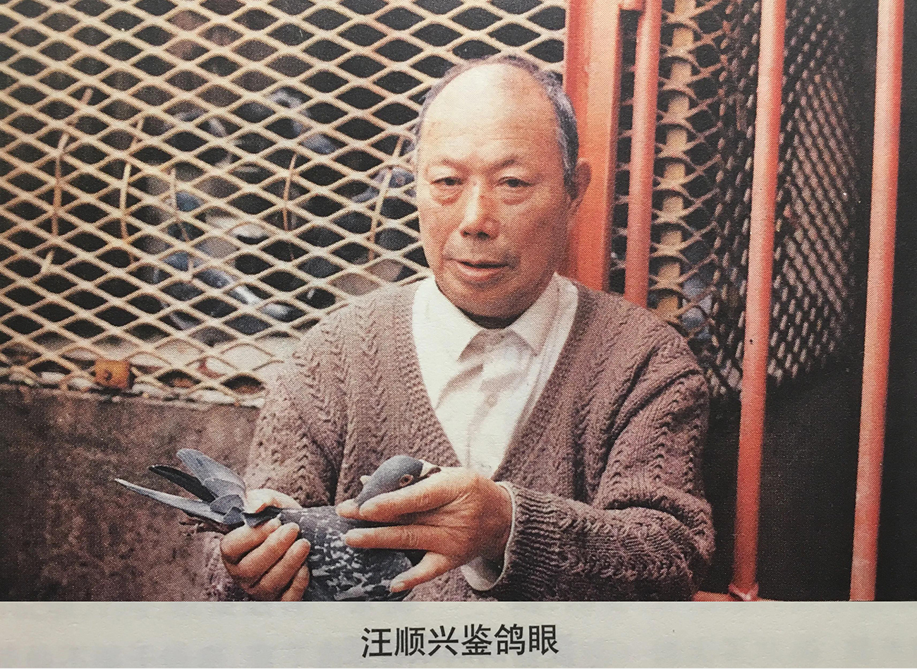 纯种鸽的鉴定方法,优秀种鸽怎样育种