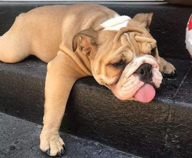 狗狗中暑后体温下降怎么回事,气温多高狗狗中暑怎样抢救