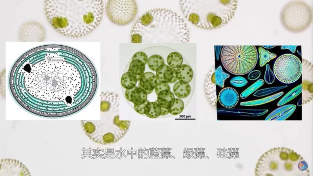 江鱼有土腥味怎么去除,淡水鱼怎么去腥味最好