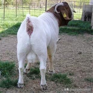 为什么雄性动物总是打架,为什么雄性动物都打架